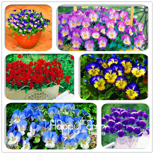 Rare Pansy Seeds (Viola cornuta) - Indoor Bonsai Flower Seeds for Home Garden Planting