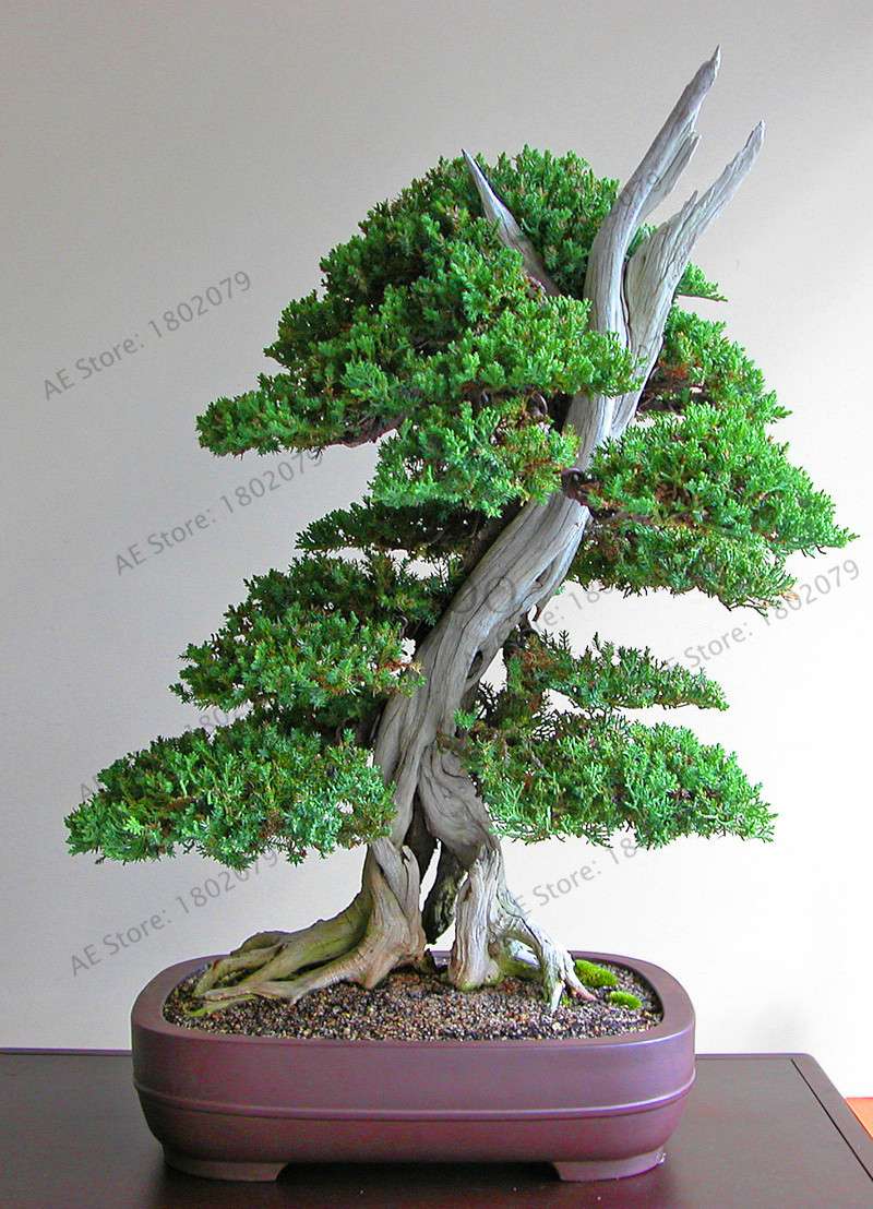 Genuine Juniper Bonsai Trees | Potted Office Plants, Air Purifying, Seeds Included (USA Shipping)