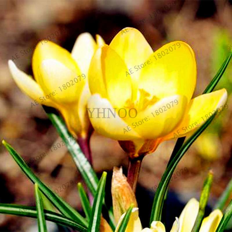Saffron Seeds for Planting - Grow Saffron Crocus Flowers in Home & Garden - Bonsai Plant Variety