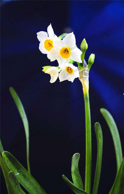 Double Petal Daffodil Bonsai Seeds - Aquatic Plant Seeds for Home Garden Planting