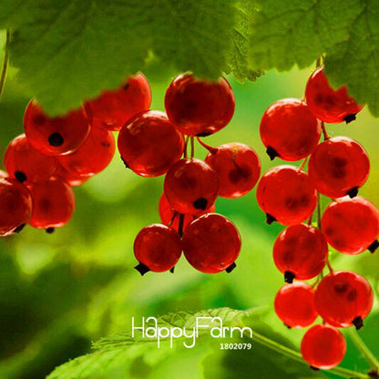 Red Currant Seeds - Sweet Pan-American Gooseberry & Lantern Fruit Plant Seeds for Home Garden