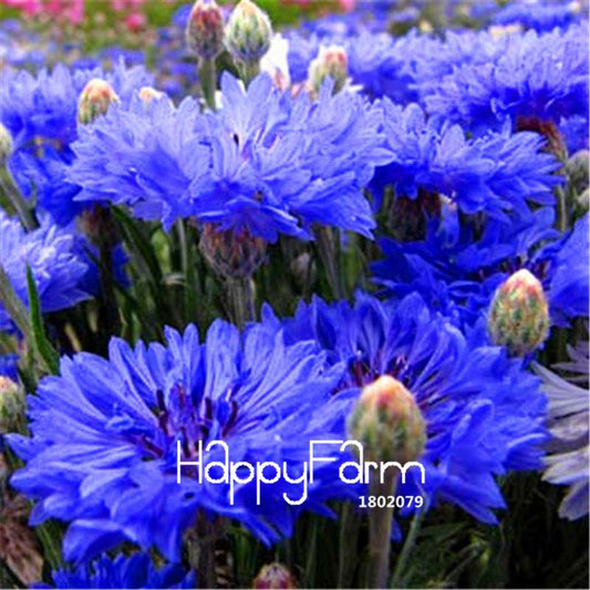 Blue Cornflower Seeds - Easy-Grow Bonsai for Home & Garden | Indoor/Outdoor Planting