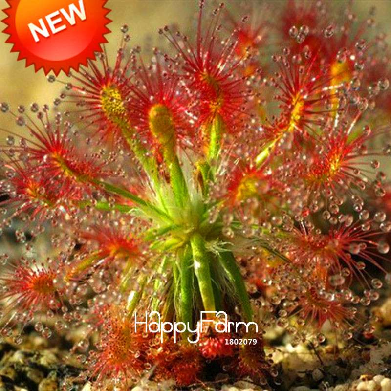 Peacock Sundew Seeds - Exotic Bonsai & Novelty Plants for DIY Home Garden