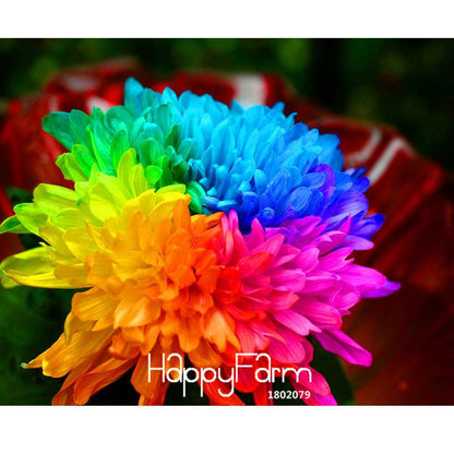 Rare Rainbow Chrysanthemum Seeds - Vibrant Colors, DIY Home Garden Planting, New Arrival