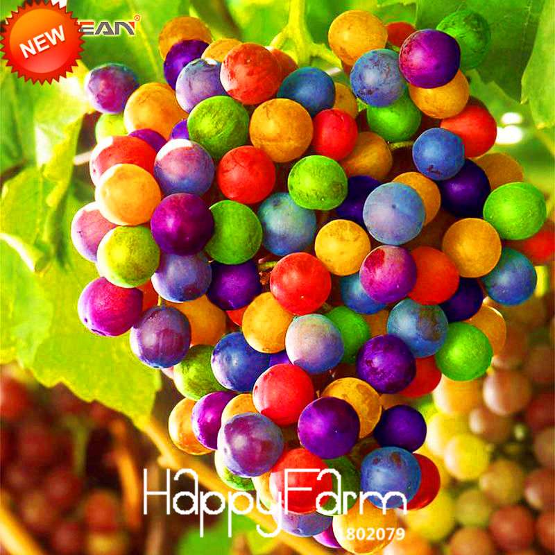 Grape Seeds - 12 Varieties, Sweet Kyoho, Natural Growth for Home Gardening | Premium Fruit Seeds