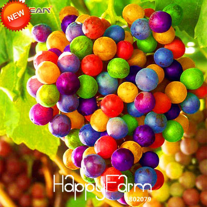 Grape Seeds - 12 Varieties, Sweet Kyoho, Natural Growth for Home Gardening | Premium Fruit Seeds