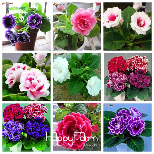 Vibrant 9-Color Gloxinia Seeds - Perennial Sinningia Speciosa, Bonsai & Balcony Flowers - USA-Grown