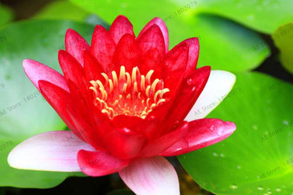 Lotus Flower Seeds - Aquatic Water Lily Plants for Home Garden Planting