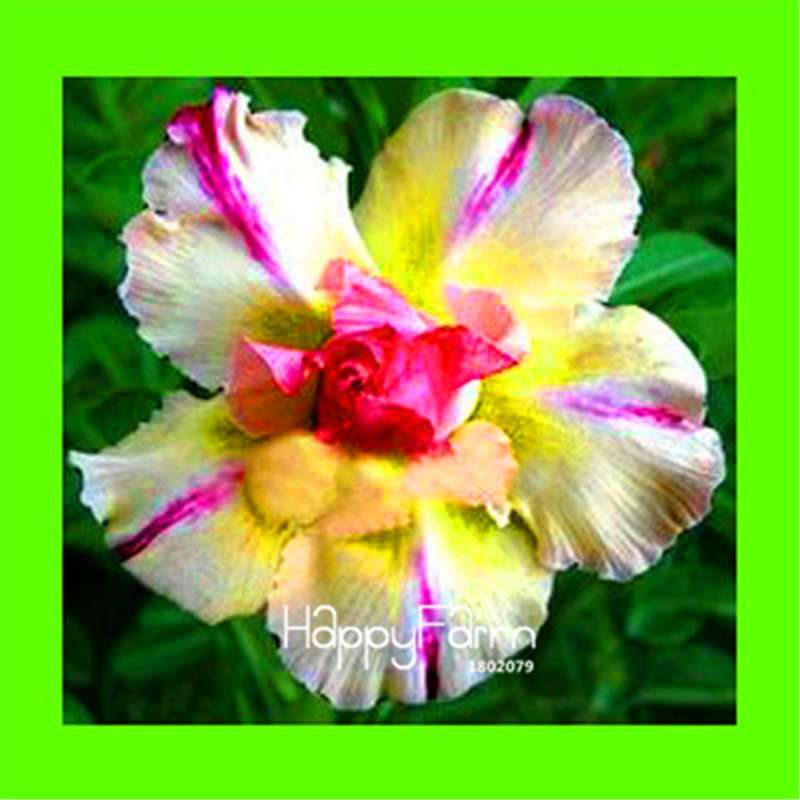 Desert Rose Seeds - Stunning Bonsai Flower for Garden, Balcony & Pots