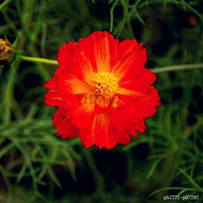 Cosmos Flower Seeds - Mixed Bonsai Seeds for DIY Home & Garden Planting - Easy Grow