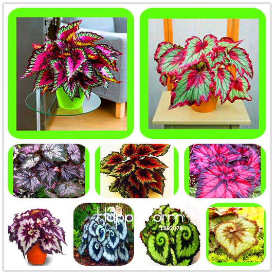 Begonia Flower Seeds - Vibrant Potted Bonsai for Garden, Balcony & Courtyard | Fast-Growing Coleus Seeds