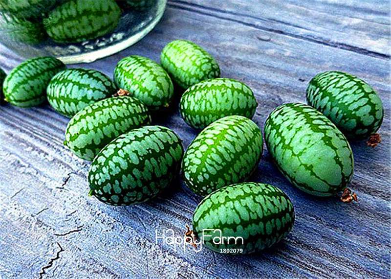 Buy Mouse Melon Seeds - Non-GMO, Heirloom, Crunchy & Tangy Fruit - Fun for Kids, Easy to Grow