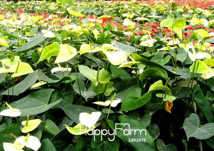 Anthurium & Rubber Tree Seeds - Air Purifying Plants, Formaldehyde Cleaner, Fresh Indoor Gardening