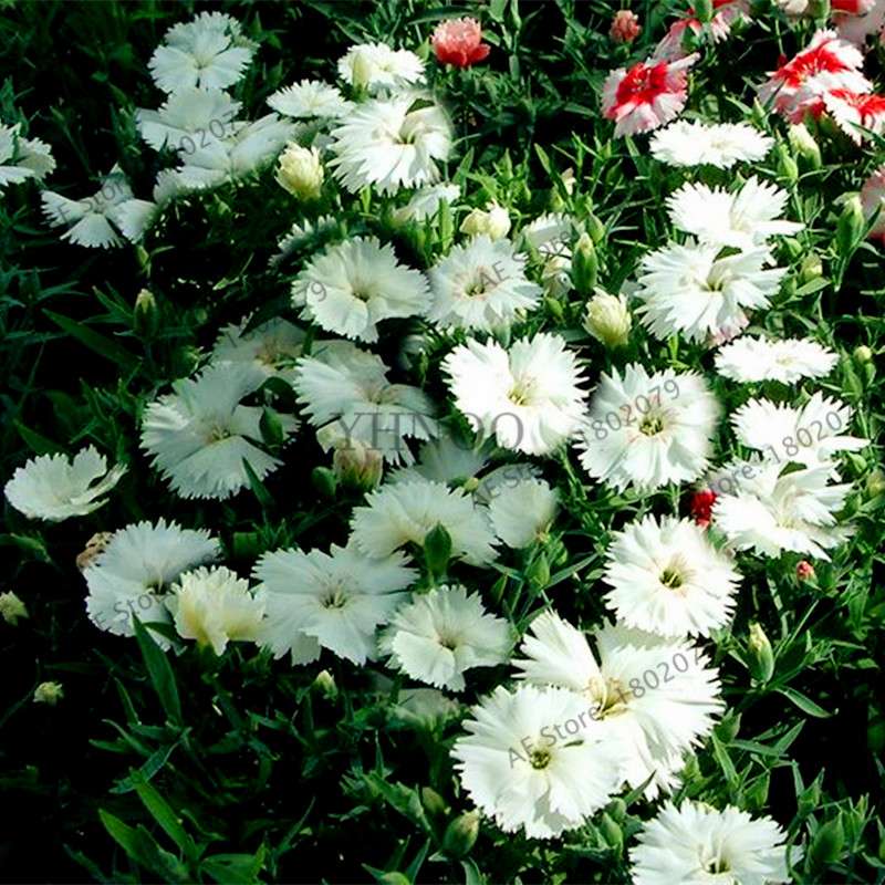 Dianthus Seeds - 24 Vibrant Colors, Easy to Grow, High Germination for DIY Garden Flowers | Fast Shipping