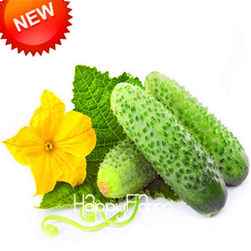 Organic Green Cucumber Seeds - Rare, Delicious, Non-GMO - for Home Garden