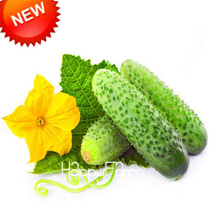 Organic Green Cucumber Seeds - Rare, Delicious, Non-GMO - for Home Garden