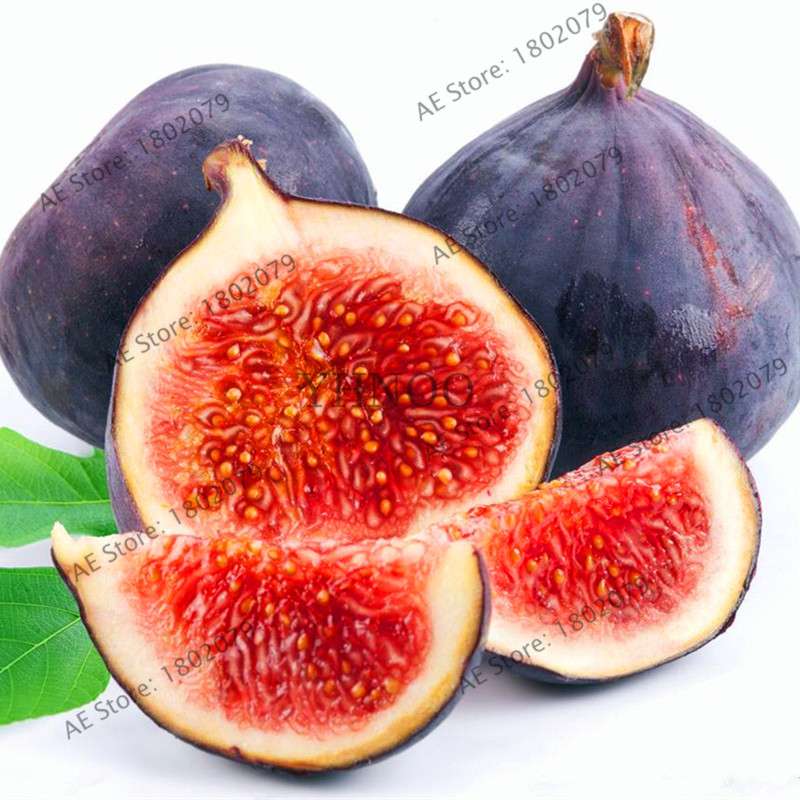 Sweet Honey Fig Tree Seeds - Fragrant, Easy to Grow, Perennial Bonsai for Home & Garden