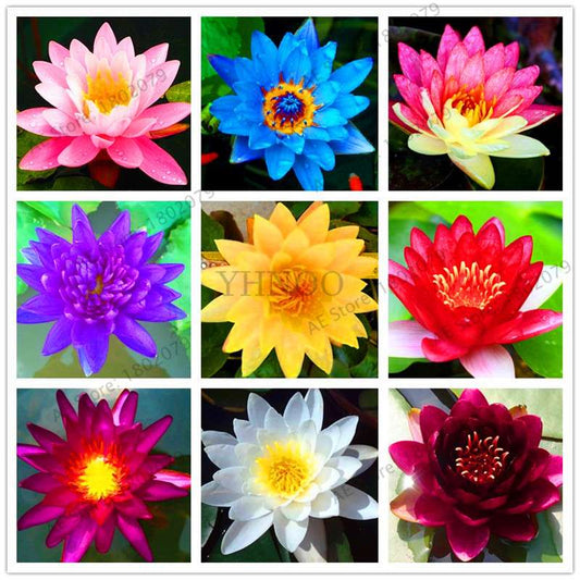 Lotus Flower Seeds - Aquatic Water Lily Plants for Home Garden Planting