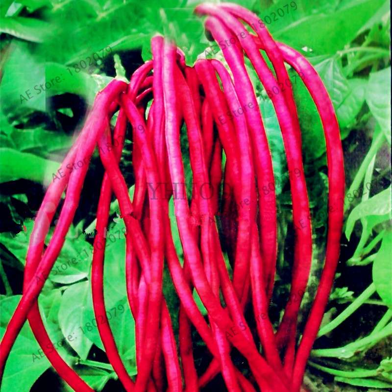Organic Cowpea Seeds - Non-GMO, Healthy Home Garden Planting, DIY Bonsai Vegetables (Vigna Unguiculata)