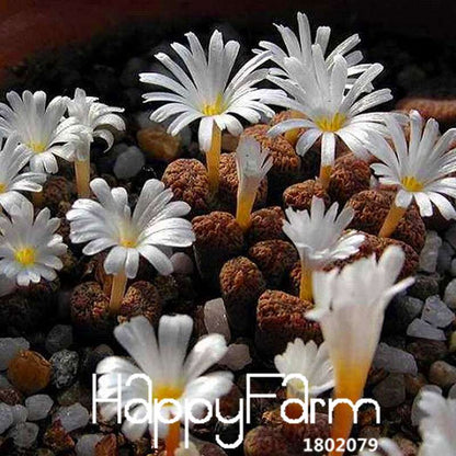 White Lithops Seeds - Rare Living Stone Succulents for Home & Office, Easy-Grow Potted Plants