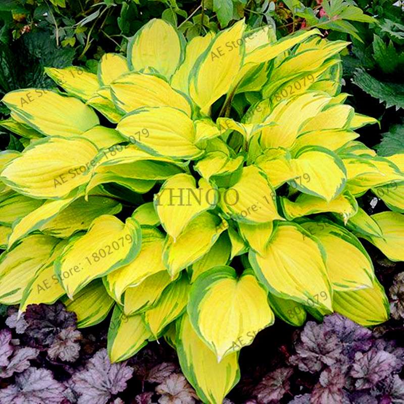 Hosta Seeds - Perennial Shade-Loving Lily Flower Plants for Home & Garden | Fast-Growing & Easy Care