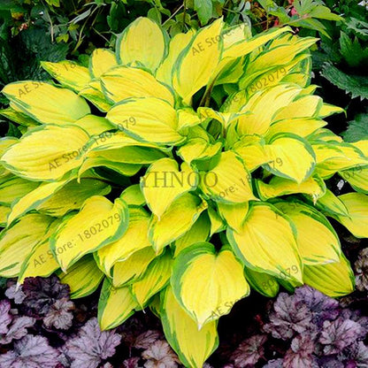 Hosta Seeds - Perennial Shade-Loving Lily Flower Plants for Home & Garden | Fast-Growing & Easy Care