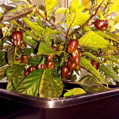 Spicy Chili Pepper Bonsai Seeds - Edible, Ornamental, Perennial Plant for Home & Garden