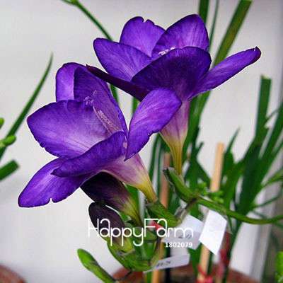 Premium Purple Freesia Seeds - Vibrant Orchid-Like Blooms for Home Garden