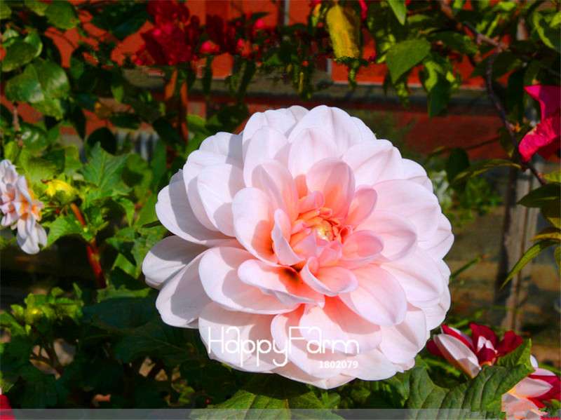 Dahlia Seeds - Rare Bonsai Flower Perennial Plants for Home Gardens | Fast-Growing & Colorful Blooms