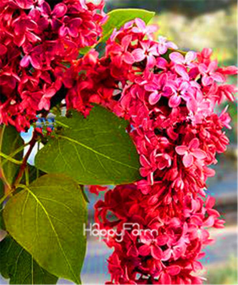 Japanese Bonsai Lilac Flower Seeds - DIY Home Garden Planting Kit for Indoor/Outdoor