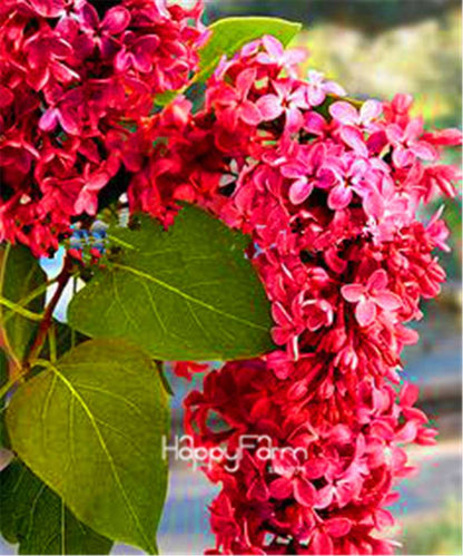 Japanese Bonsai Lilac Flower Seeds - DIY Home Garden Planting Kit for Indoor/Outdoor