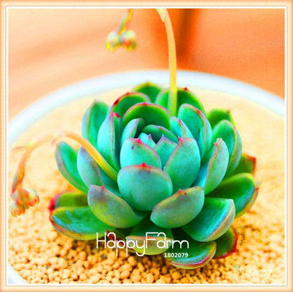 Lithops Seeds - 99 Varieties, Succulent & Bonsai Plants for Office - Fast Shipping & High Germination Rate