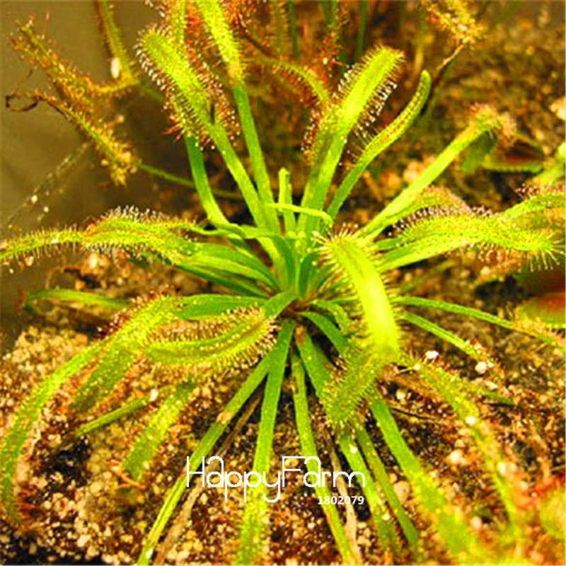 Sundew Seeds - Rare Carnivorous Bonsai Plants, Fresh & Novelty Garden Seeds for Home Gardening