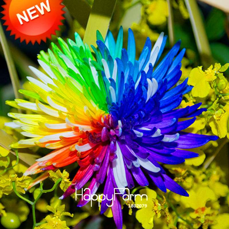 Rare Rainbow Chrysanthemum Seeds - Vibrant Color DIY Home Garden Flowers