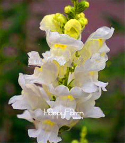 Rare Black Rose Snapdragon Seeds - Exotic Death Flower Plant for Garden