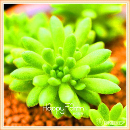 Lithops Seeds - 99 Varieties, Succulent & Bonsai Plants for Office - Fast Shipping & High Germination Rate