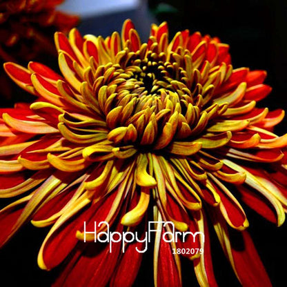 Fragrant Chrysanthemum Seeds - Colorful Bonsai Flower Seeds for Home Garden Planting