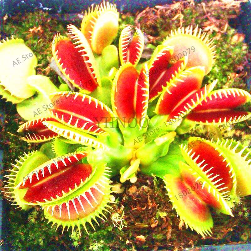 Flytrap Seeds - Carnivorous Dionaea Muscipula for Bonsai & Garden | Fast-Growing Potted Plant