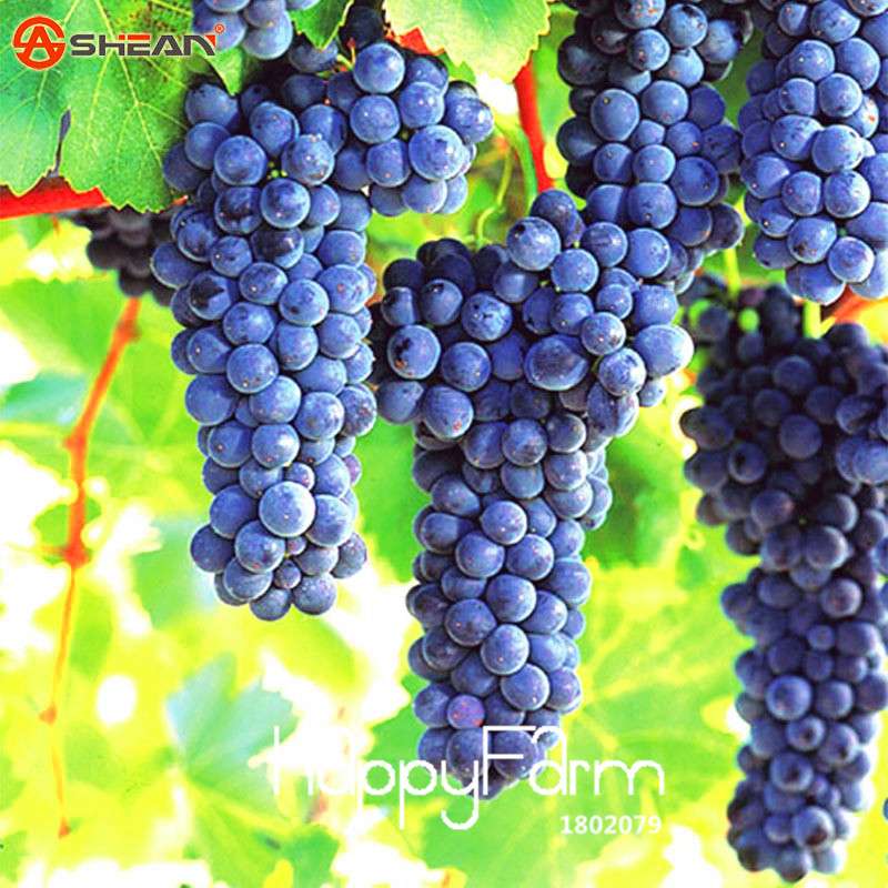 Black Grape Seeds - Non-GMO, High Germination Rate - Perfect for Home Gardening & Fresh Fruit
