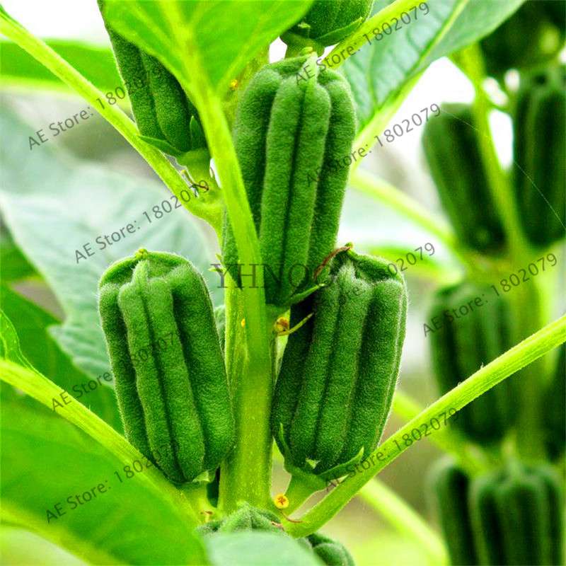 High-Yield Grain Seeds - Easy to Grow, Premium Sesame Seeds with High Oil Content