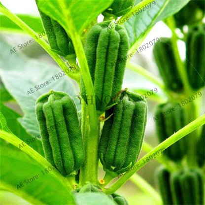 High-Yield Grain Seeds - Easy to Grow, Premium Sesame Seeds with High Oil Content