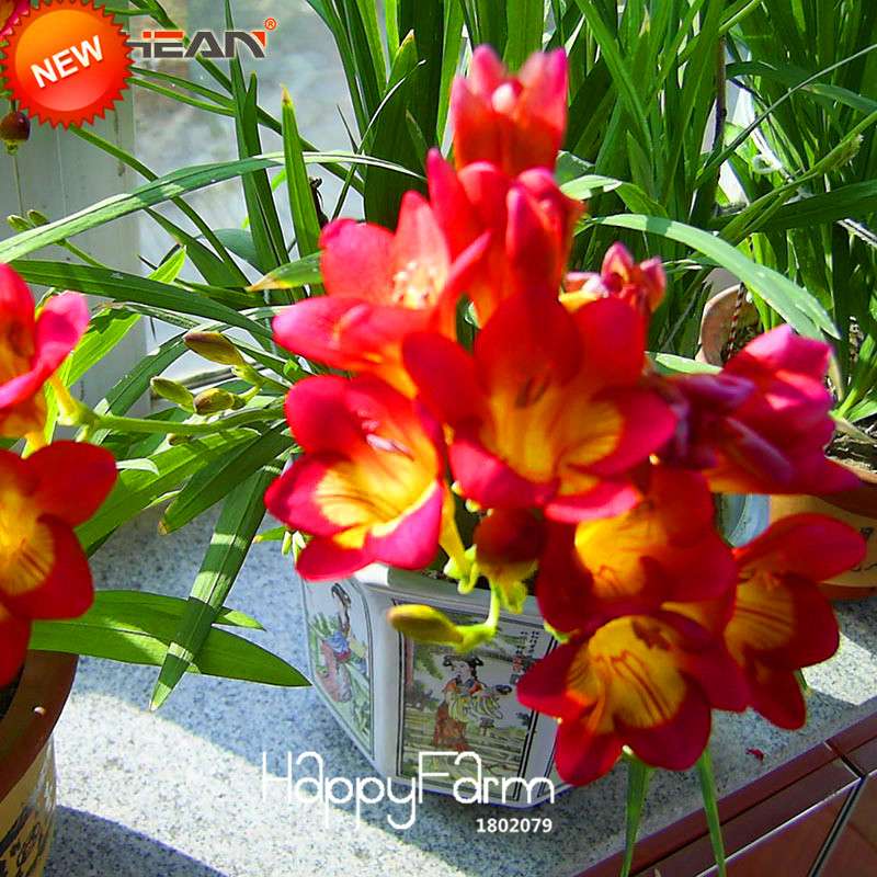 Buy Red Freesia Seeds - Perennial Flower Seeds for Garden & Pots | Free Shipping