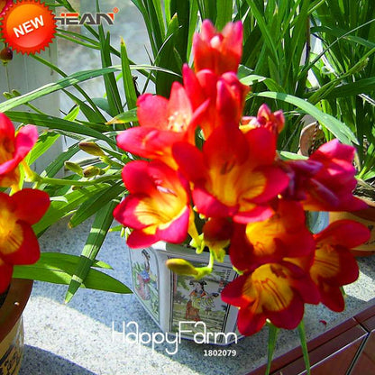 Buy Red Freesia Seeds - Perennial Flower Seeds for Garden & Pots | Free Shipping