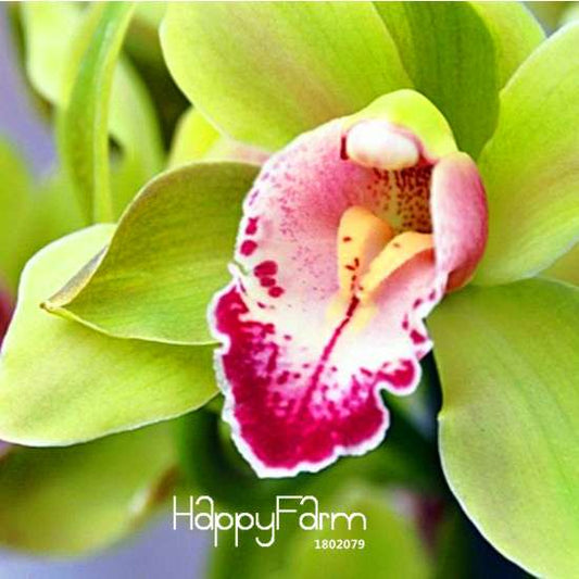 Green Cymbidium Orchid Seeds - Elegant Flowering Plant for Garden, | Rare & Ornamental