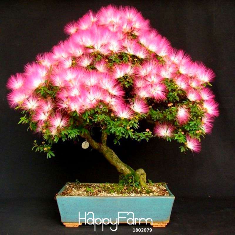 Albizia Julibrissin Seeds - Mimosa Silk Tree for Bonsai & Potted Ornamental Plants | Professional Pack