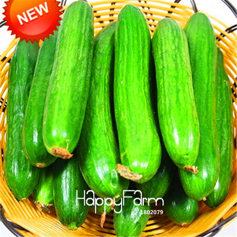 Dutch Cucumber Seeds - for Fresh, Homegrown Vegetables | Non-GMO, High Yield