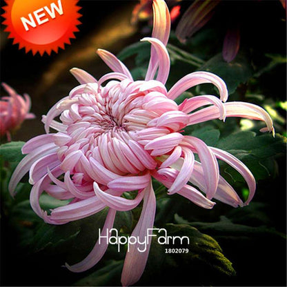 Orange Chrysanthemum Fireworks Flower Seeds - Bonsai Balcony Garden, Fast Shipping USA