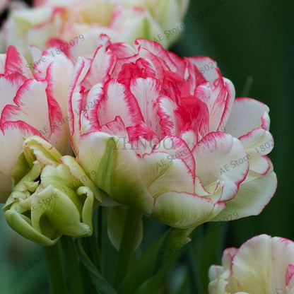 Rare Double Tulip Bulbs (Not Seeds) - 24 Colors, Fresh Flower Bulbs for Planting - Fast Shipping