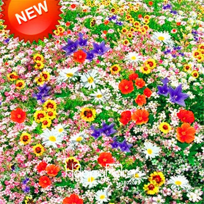 Mixed Wildflower Seeds - Perennial, Aromatic & Fragrant Flowers for Planting