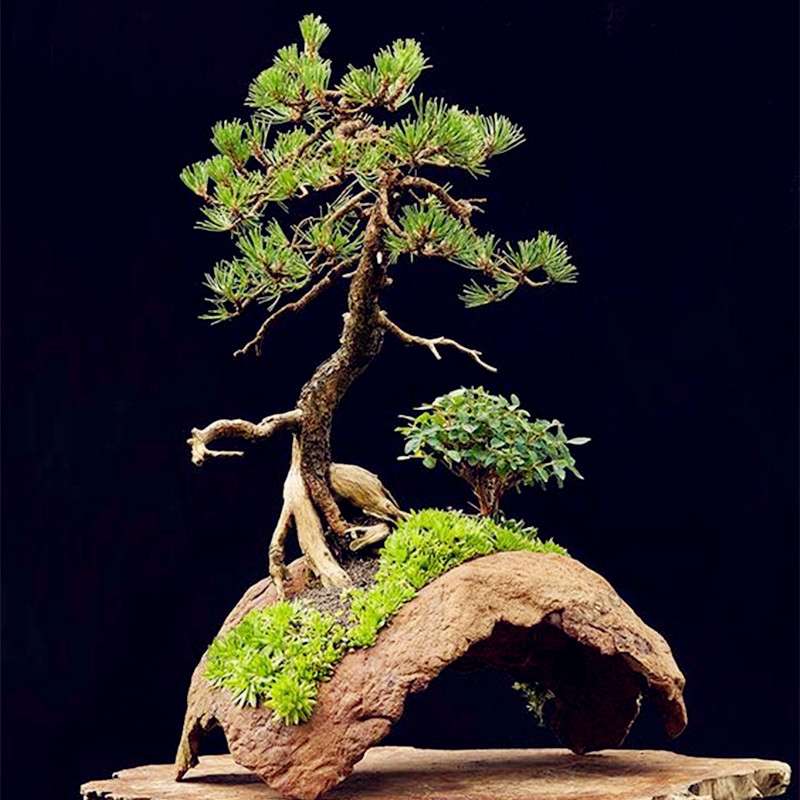 Miniature Pine Seeds - Japanese Bonsai Tree Kit, Perennial Ornamental Potted Plants for Home & Garden